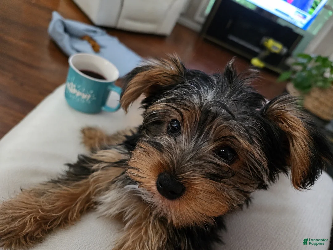 Yorkshire Terrier dogs for sale: T-Rex - Ad 2