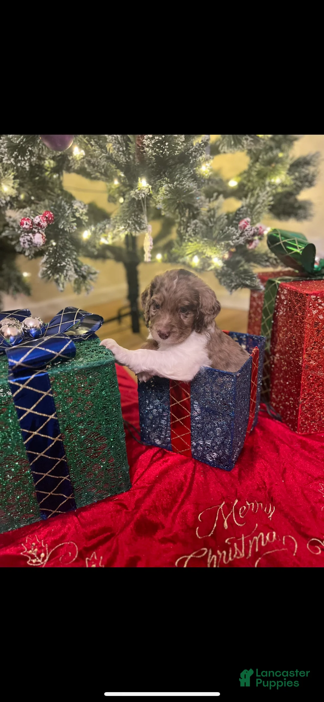 Double Doodle dogs for sale: Cupid - Ad 4