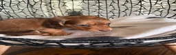 Miniature Dachshund dogs for sale: River - Ad 10