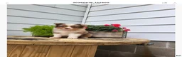 Miniature Australian Shepherd dogs for sale: Miniature Australian Shepherd 1 - Ad 3