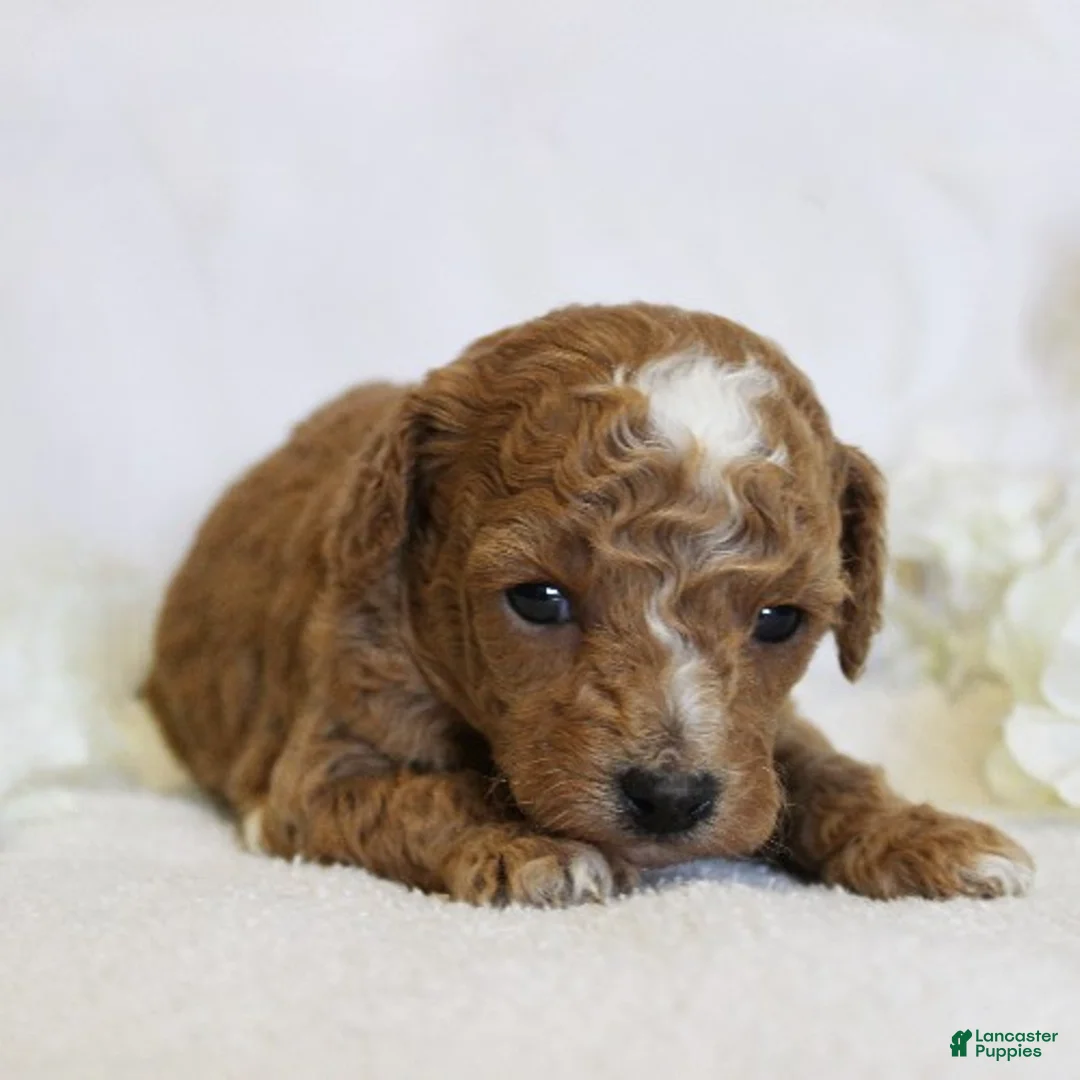 Toy Poodle dogs for sale: Penelope - Ad 2