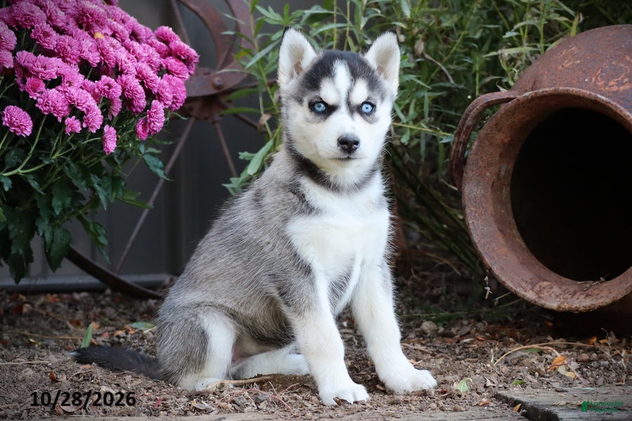 Siberian Husky dogs for sale: Maple - Ad 1