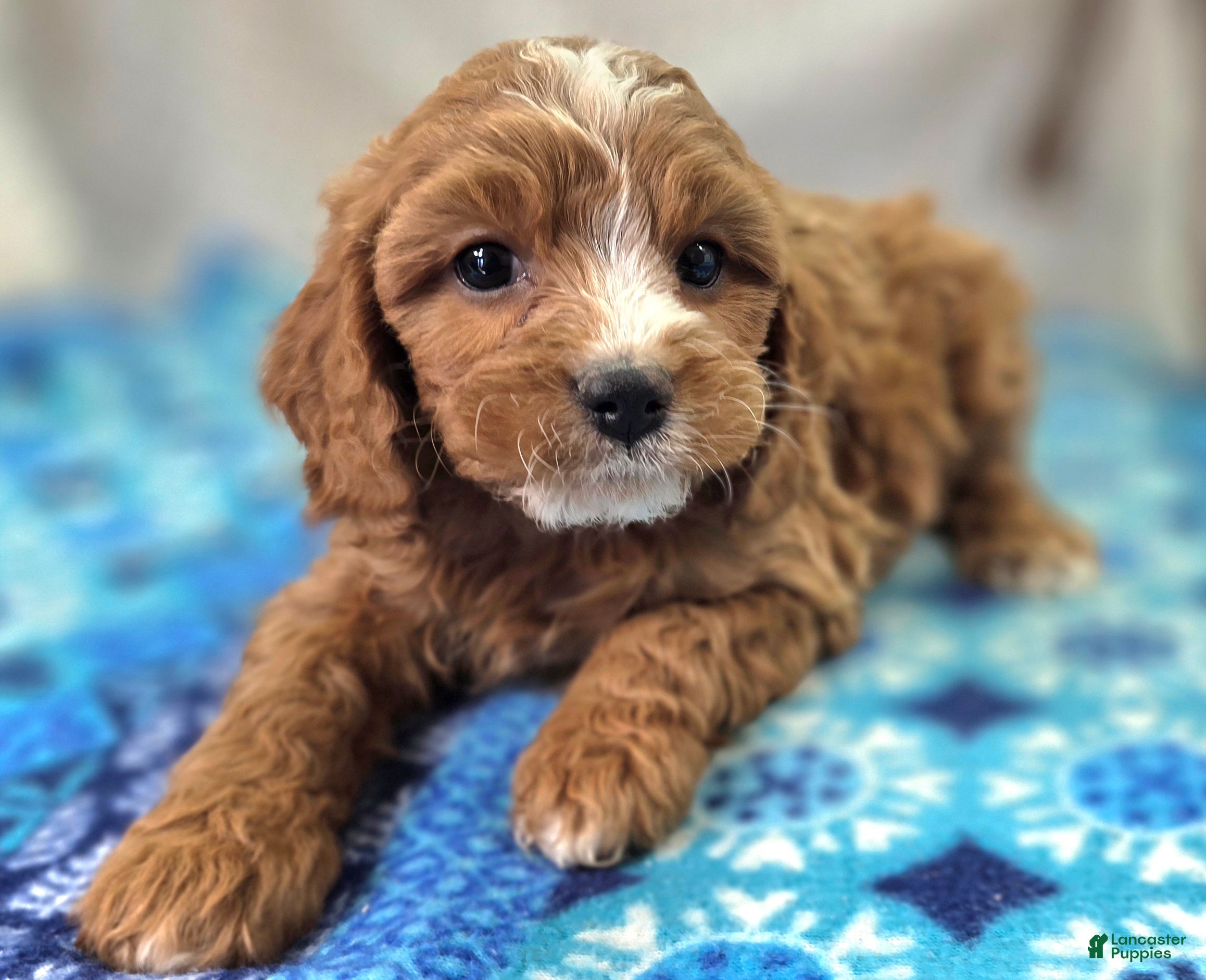 Cavapoo dogs Blizzard - Ad 12