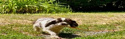 Cocker Spaniel dogs for sale: Cocker Spaniel Puppy 1 - Ad 13