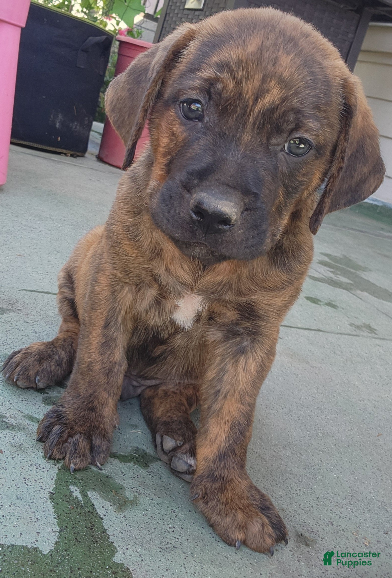 Mixed Breed dogs Mixed Breed 1 - Ad 33