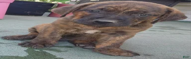 Mixed Breed 1