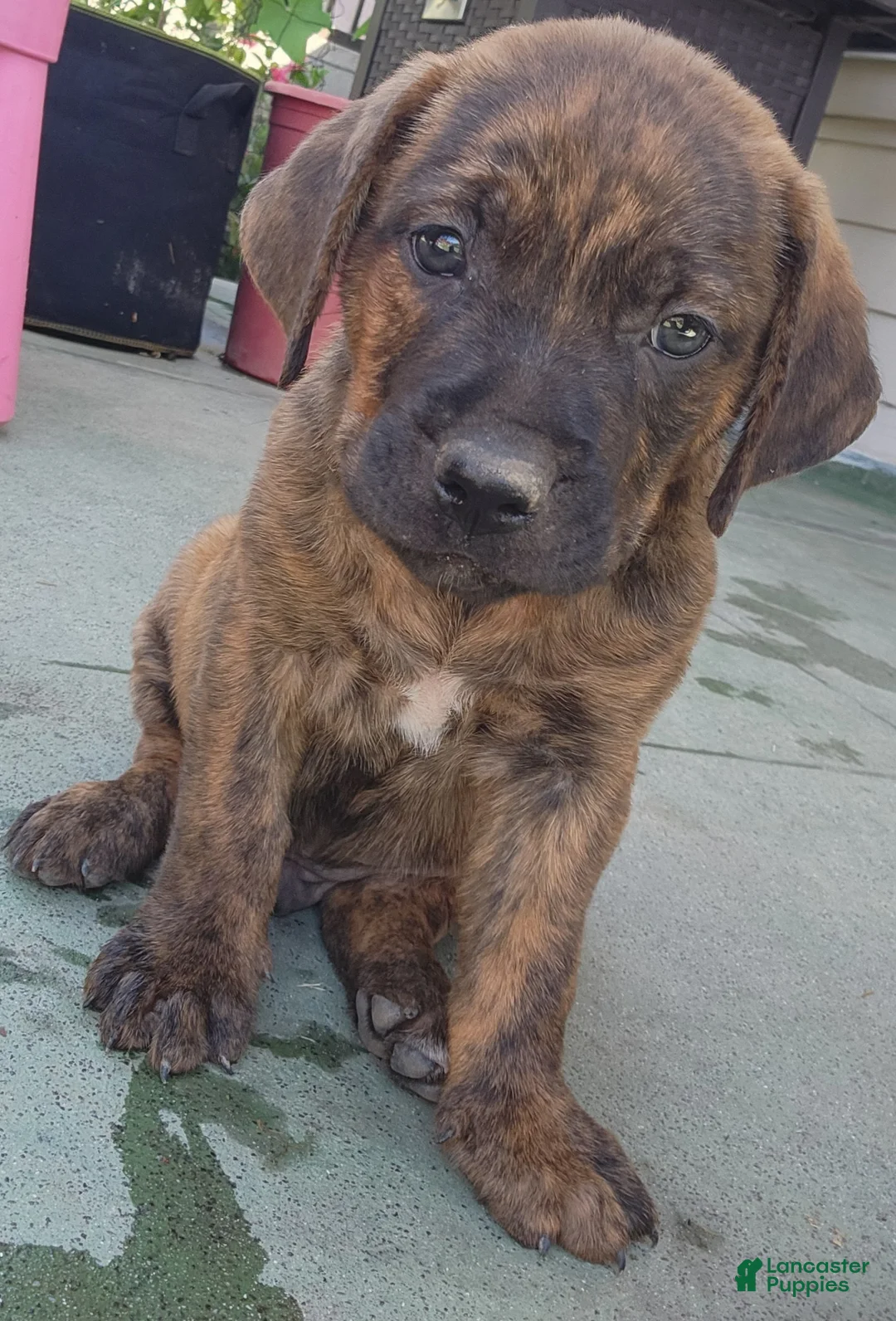 Mixed Breed dogs for sale: Mixed Breed 1 - Ad 1