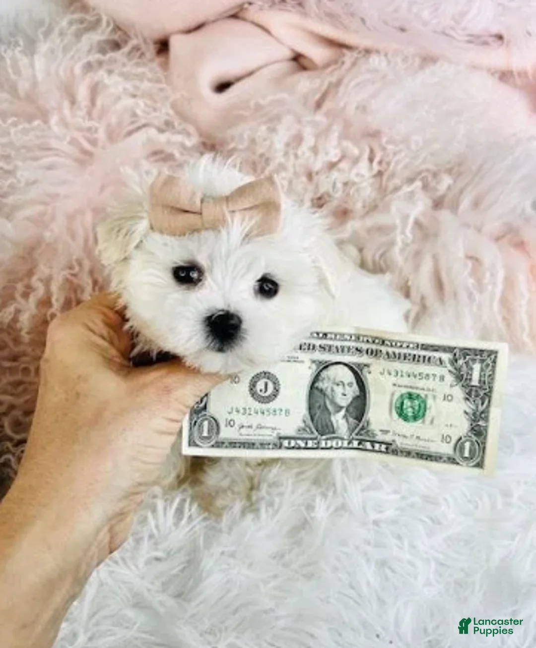 Maltese dogs for sale: Maltese 1 - Ad 3