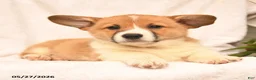 Welsh Corgi Pembroke dogs for sale: Rusty - Ad 3