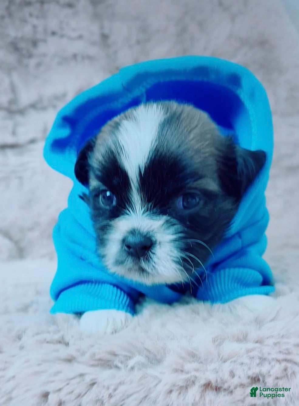 Shih Tzu dogs Pepper - Ad 2