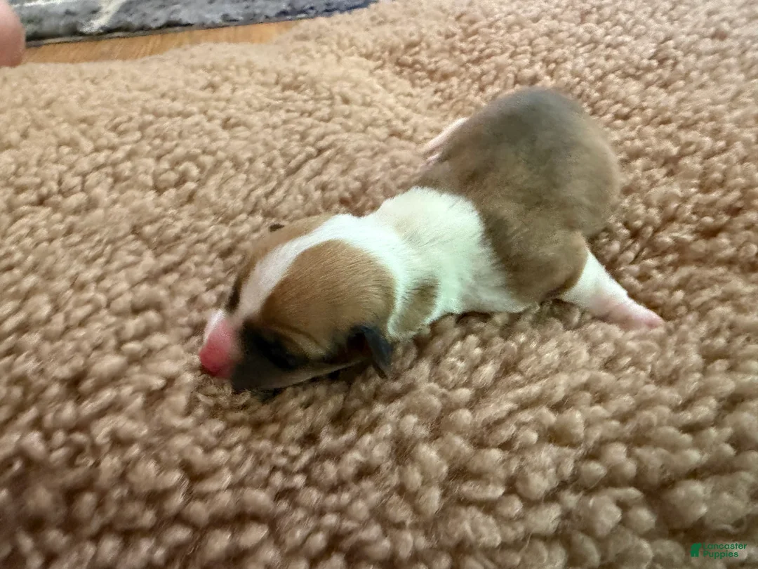 Mixed Breed dogs for sale: Holly  - Ad 1