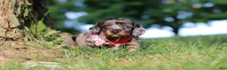 Miniature Dachshund dogs for sale: Boysenberry - Ad 6