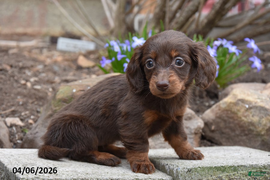 Miniature Dachshund dogs Ruby - Ad 2
