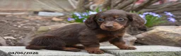 Miniature Dachshund dogs for sale: Ruby - Ad 2
