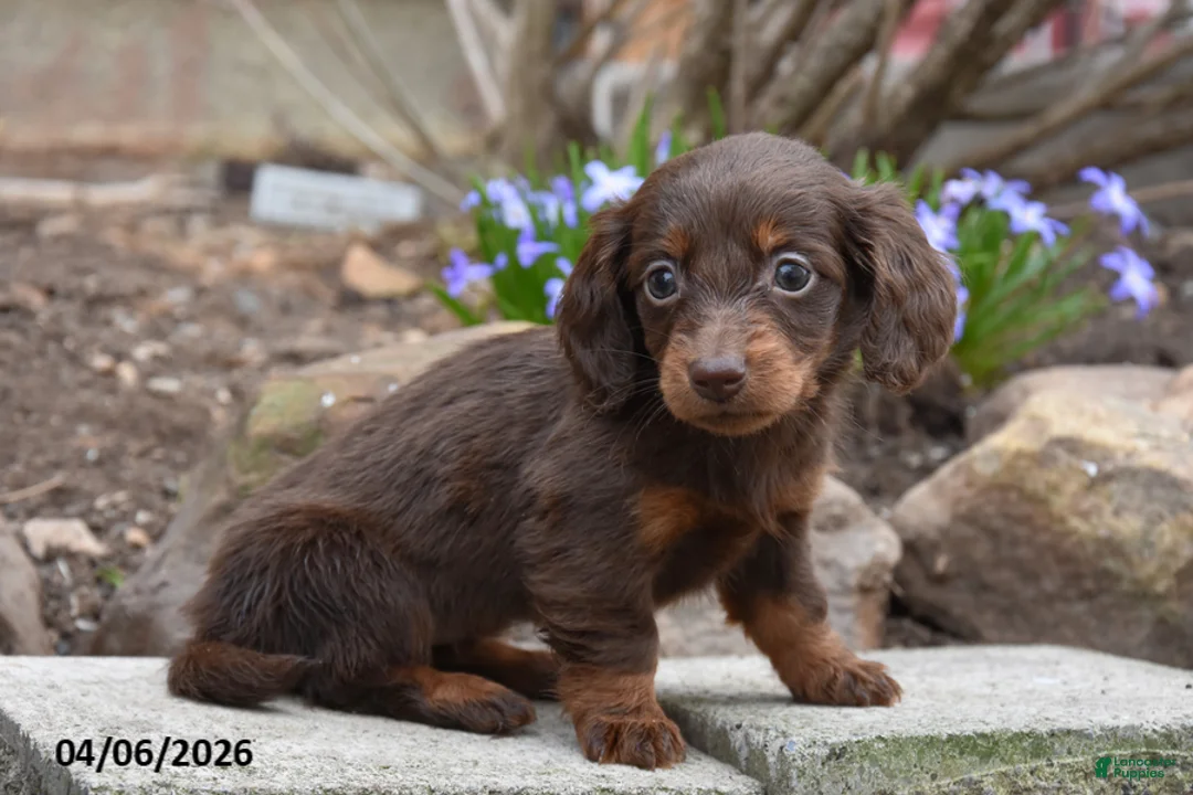 Miniature Dachshund dogs for sale: Ruby - Ad 2