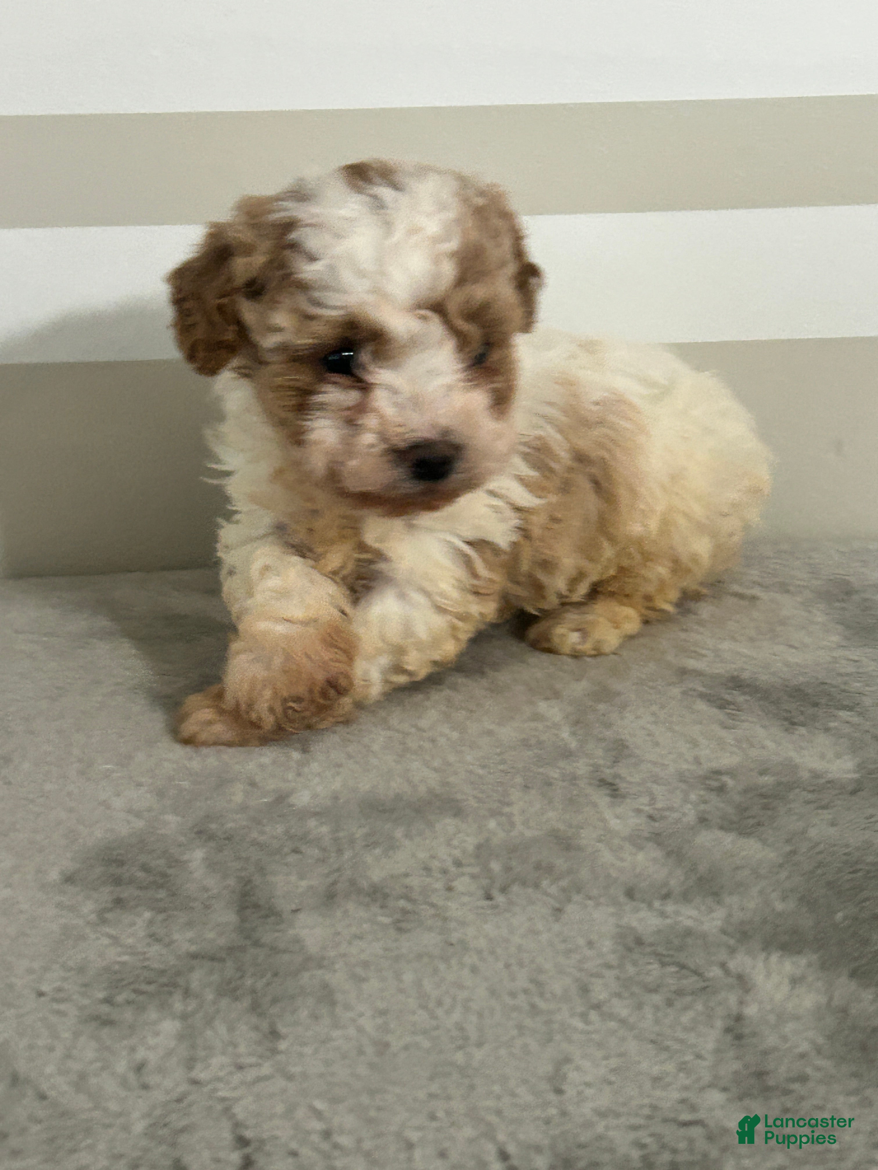 Schnoodle dogs for sale: Brianna - Ad 2