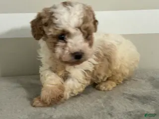 Schnoodle dogs for sale: Brianna - Ad 2