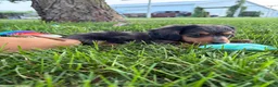 Miniature Dachshund dogs for sale: Chuck - Ad 10
