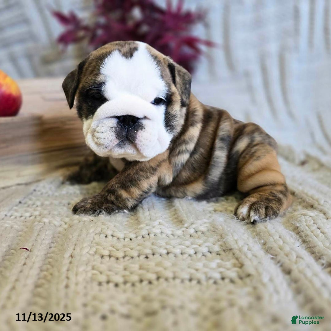 English Bulldog dogs for sale: Lulu - Ad 8