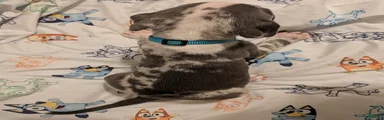 American Pit Bull Terrier 8