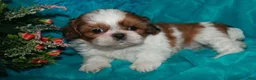 Shih Tzu dogs for sale: Jolene - Ad 4