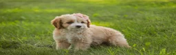 Mixed Breed dogs for sale: Tinker Bell Munchkin Bernedoodle - Ad 7