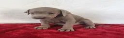 Labrador Retriever dogs for sale: Sleepy Joe - Ad 5