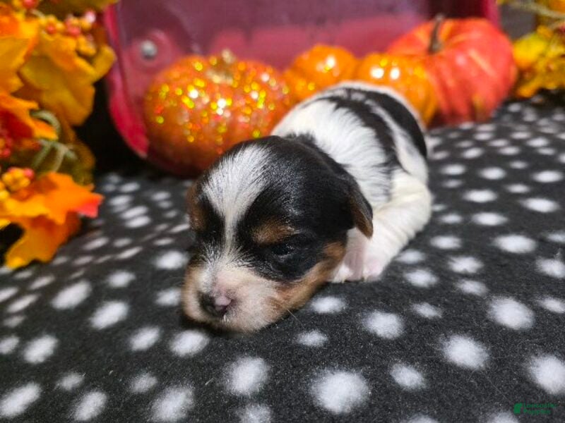 Biewer Terrier dogs for sale: Charlie - Ad 2