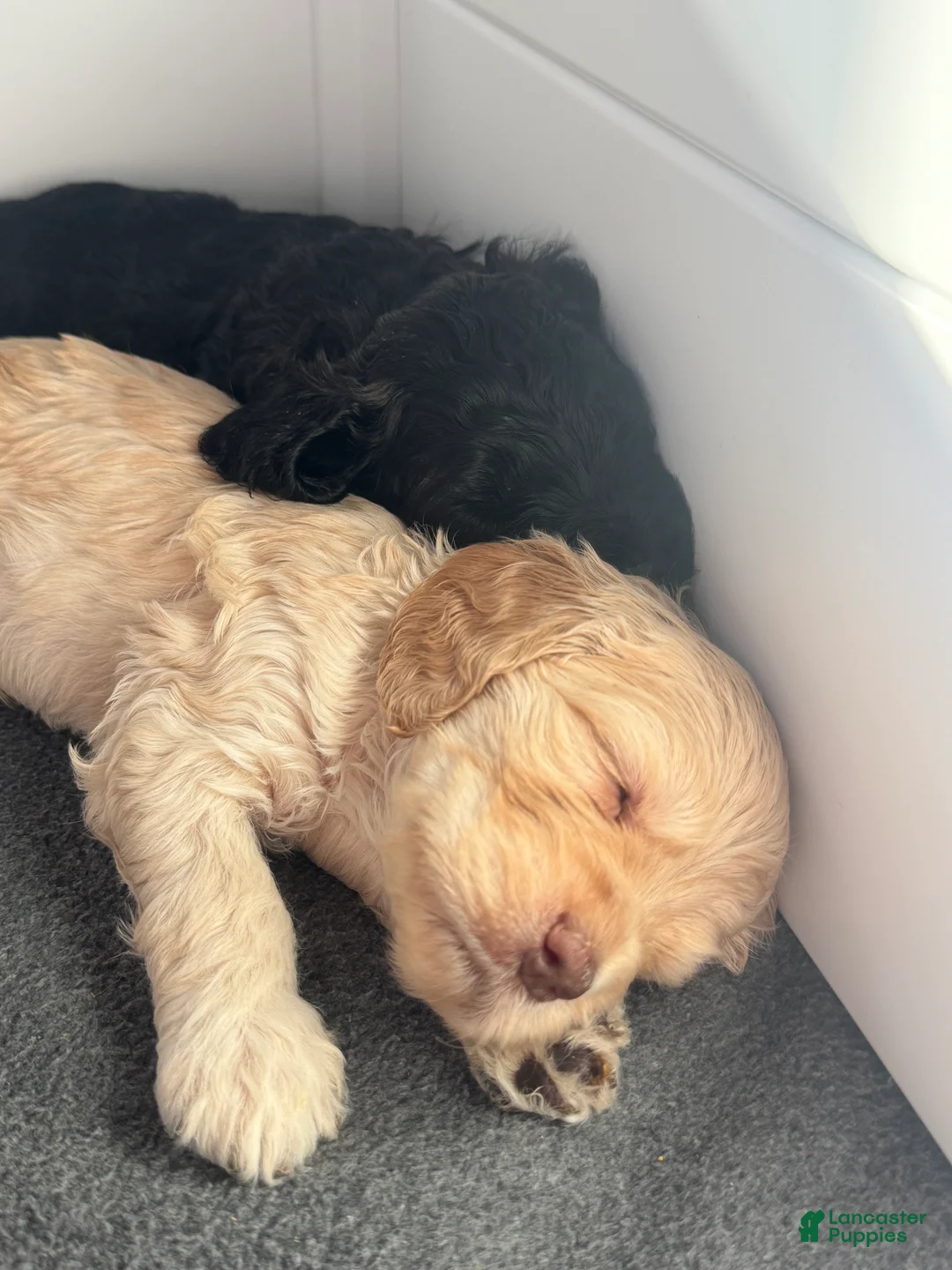 Cockapoo dogs for sale: Cockapoo Puppy 5 - Ad 3
