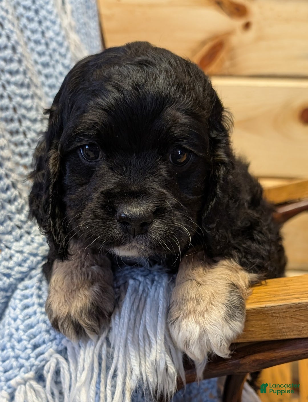 Cockapoo dogs for sale: Pebbles - Ad 1