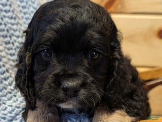 Cockapoo dogs Pebbles - Ad 36