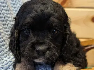Cockapoo dogs Pebbles - Ad 29
