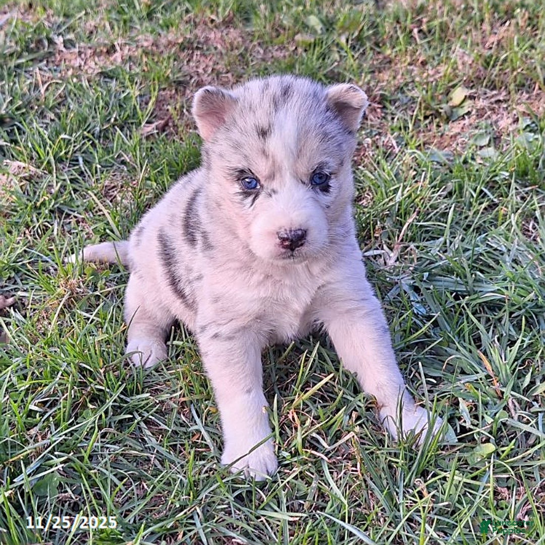 Gerberian Shepsky dogs for sale: Luna  - Ad 1