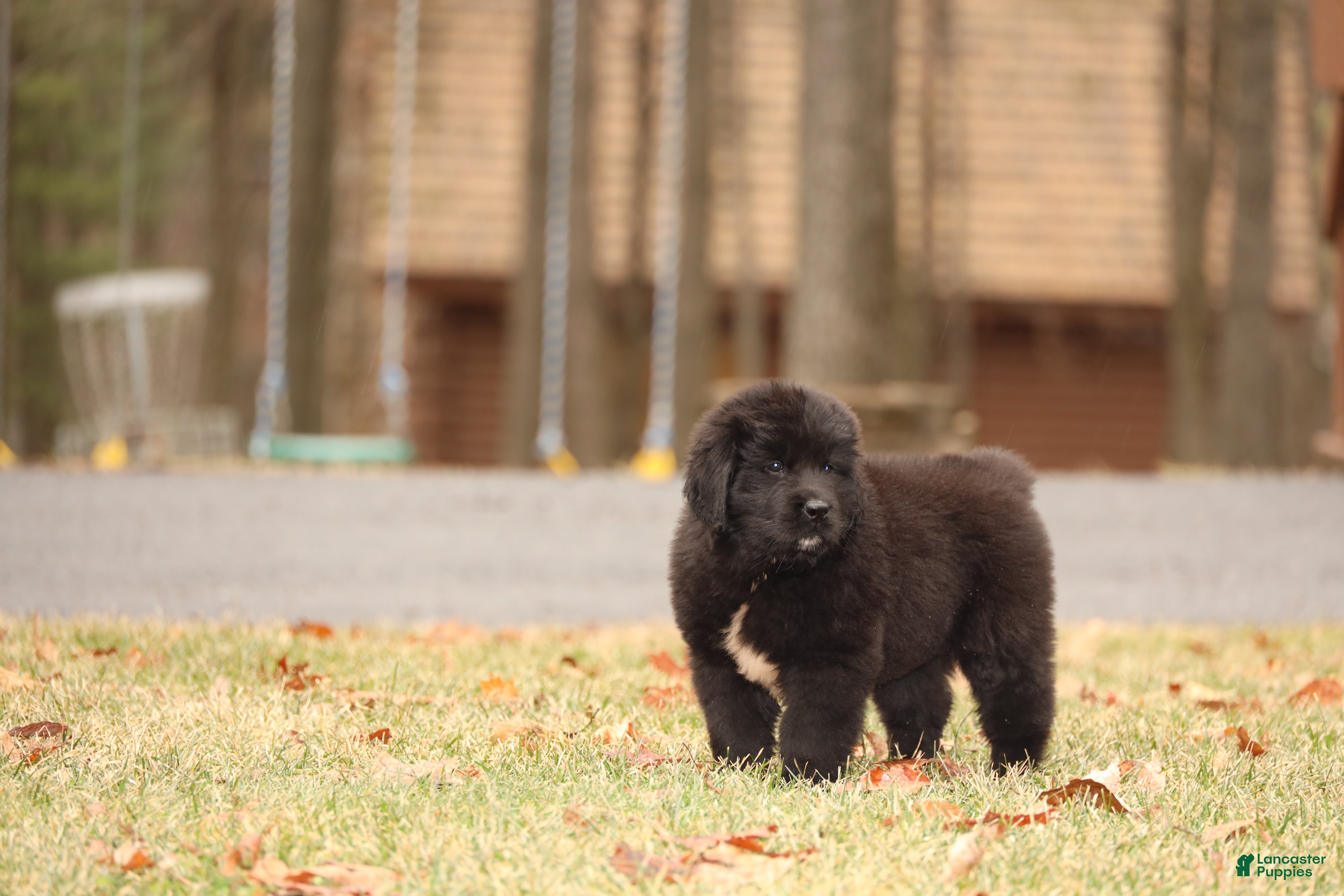 Newfoundland dogs Raven - Ad 36