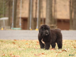 Newfoundland dogs Raven - Ad 13