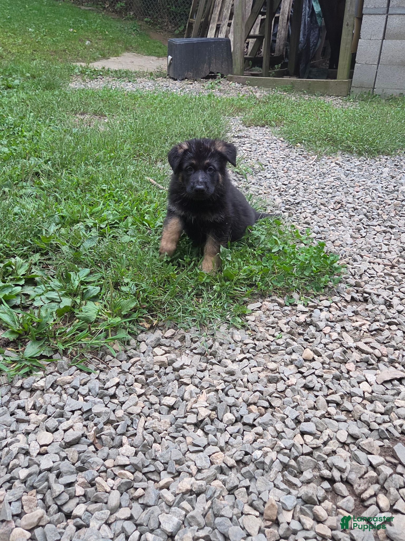 German Shepherd dogs German Shepherd 1 - Ad 1