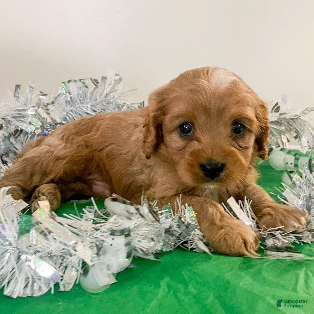 Cavapoo dogs for sale: Carmel - Ad 4