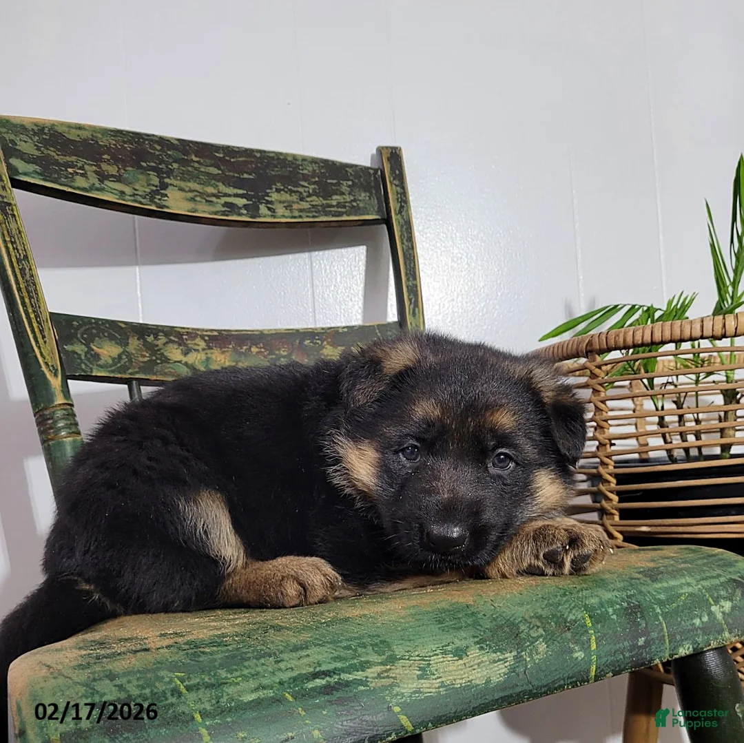 German Shepherd dogs for sale: Missy - Ad 3