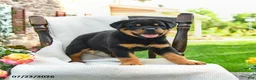 Rottweiler dogs for sale: Tank - Ad 3