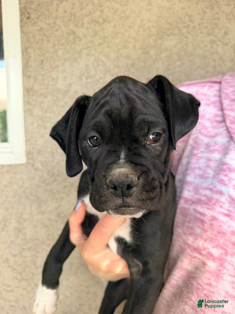 Boxer dogs Cash- Male - Ad 1