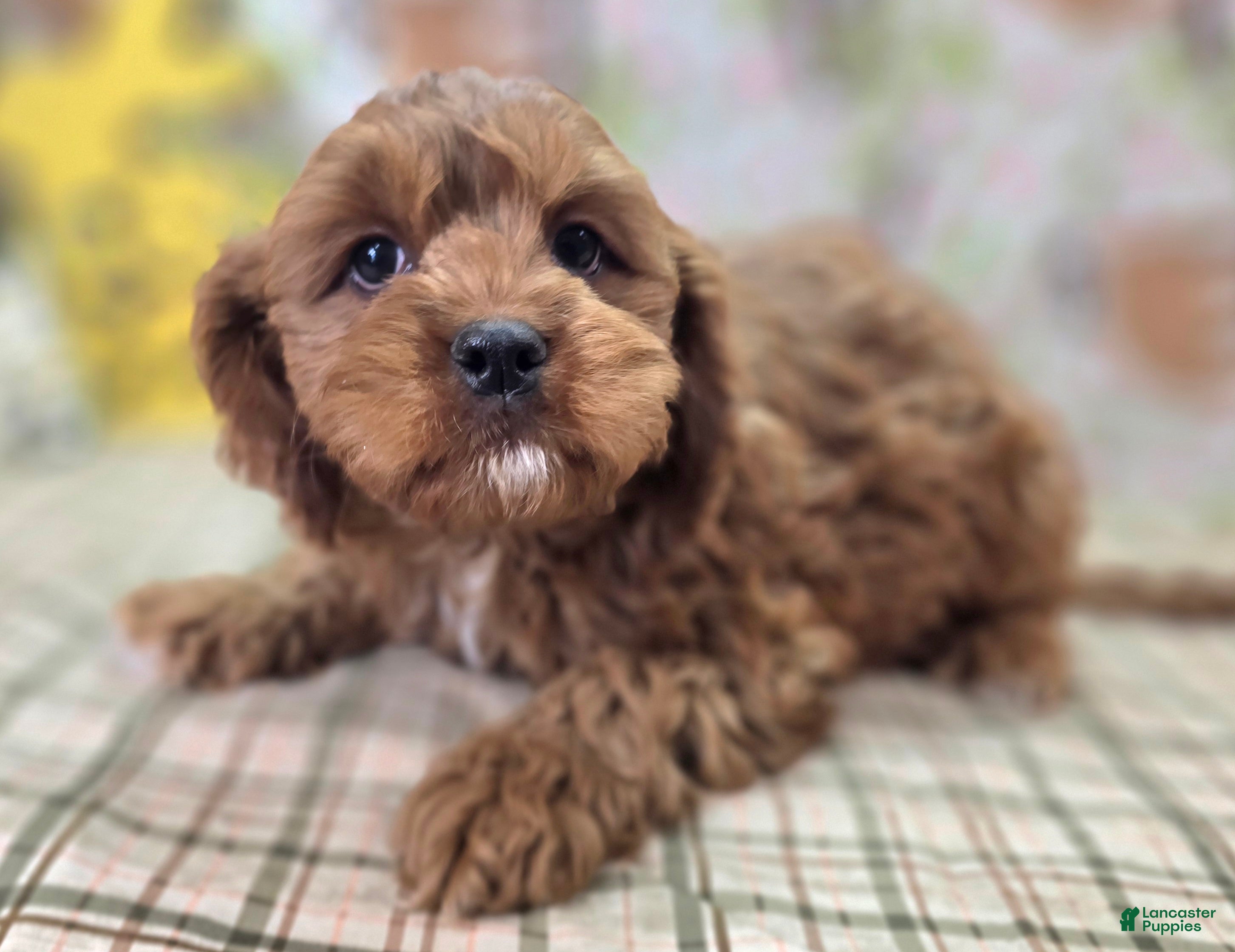 Cavapoo dogs Denali - Ad 11
