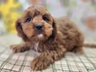 Cavapoo dogs Denali - Ad 9