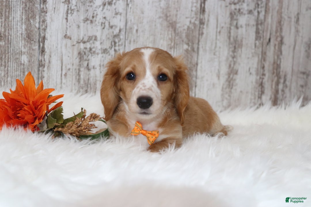 Dachshund dogs for sale: Gregory  - Ad 4