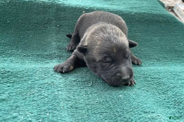 Mixed Breed dogs for sale: Male Puppy 4 - Ad 2