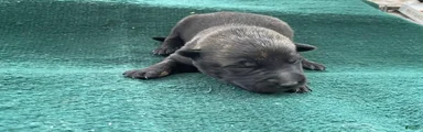 Male Puppy 4