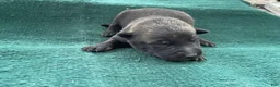 Mixed Breed dogs for sale: Male Puppy 4 - Ad 1