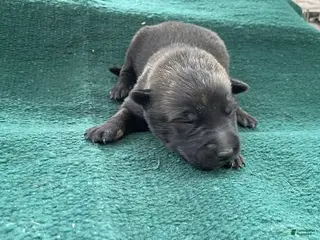 Mixed Breed dogs for sale: Male Puppy 4 - Ad 2