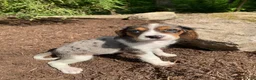 Beaglier dogs for sale: Ashlyn - Ad 1