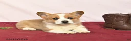 Welsh Corgi Pembroke dogs for sale: Tango - Ad 4