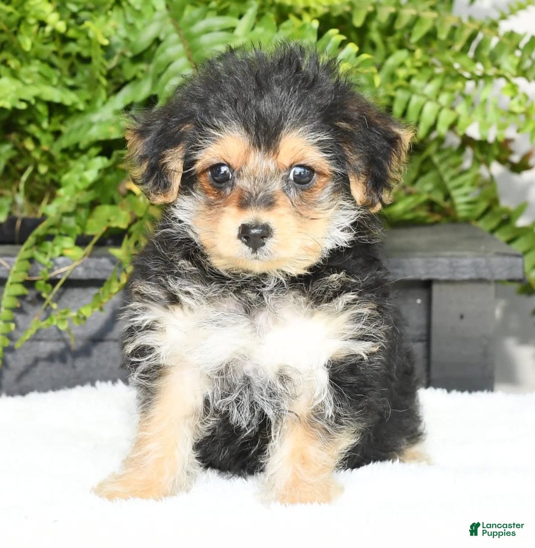 Yochon dogs for sale: Ricky - Ad 7